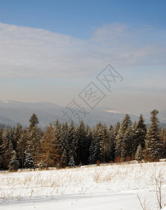 冬天的风景被雪覆盖的森林图片