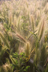 黄昏时分在田里的麦秆图片