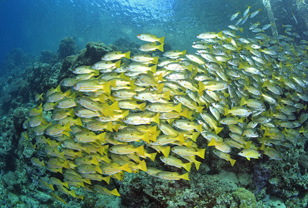 贾努阿里奥水下自然高清图片