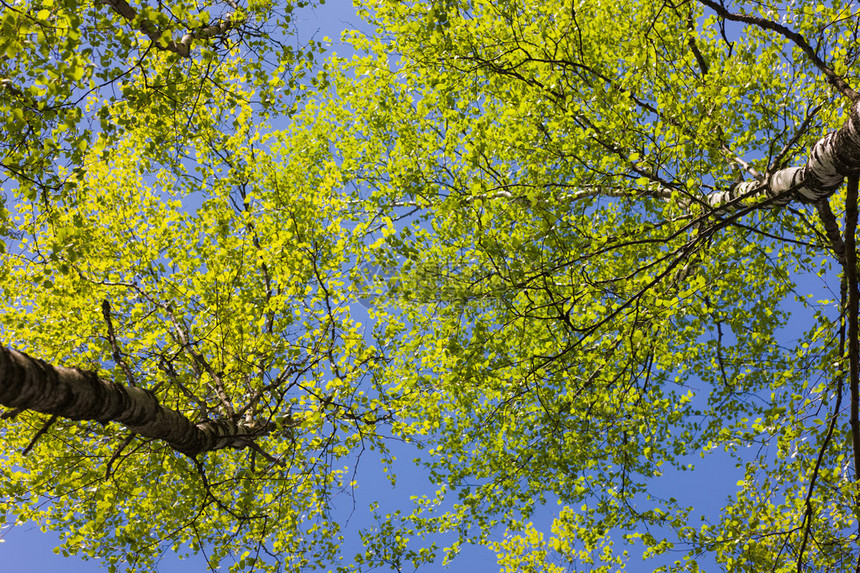 桦树春天的叶子反对天空图片
