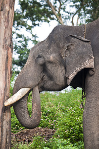 印度穆杜马莱公园村被捕获的亚象Elephasp图片