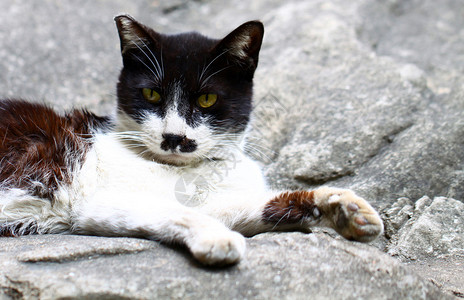 一只猫坐在岩石上图片