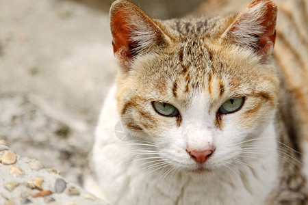 一只视力敏锐的猫图片