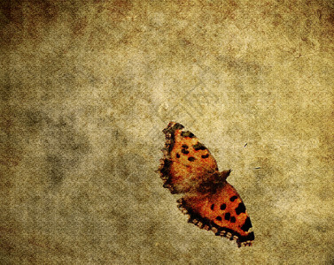 复古纸与五颜六色的蝴蝶背景纹理图片