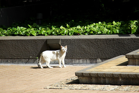 阳光下的猫图片