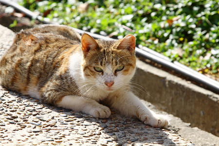 阳光下的猫图片