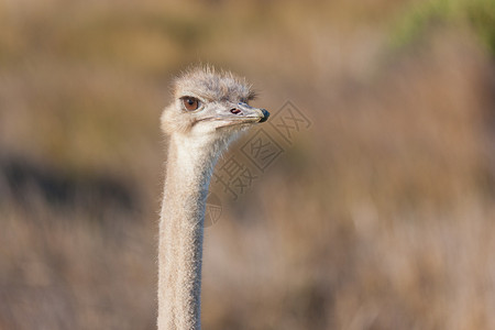 南非表山公园的OstrichSruthiocu图片