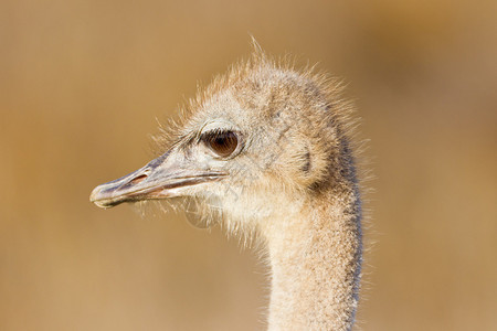 南非表山公园的OstrichSruthiocu图片