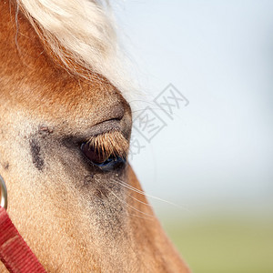 红马的眼神有一道月图片
