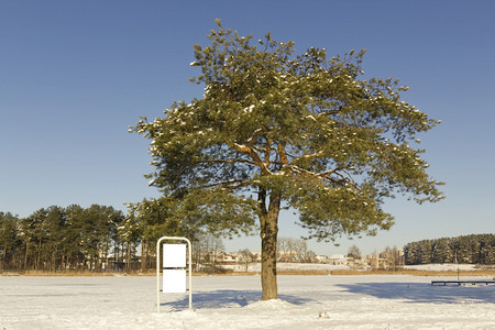 冬天的松树图片