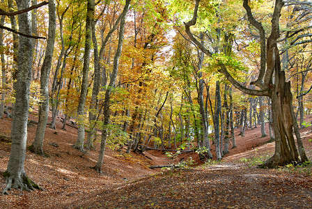 温暖的晴天的秋天森林图片