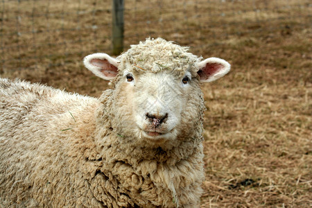 一只羊盯着田野图片