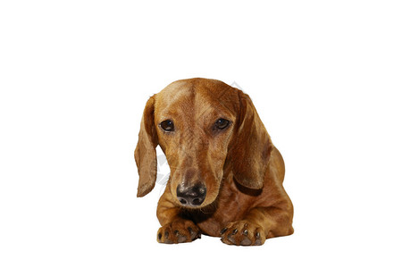 孤立的纯种短毛腊肠犬背景图片