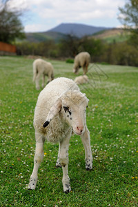 春天草地上的羔羊图片
