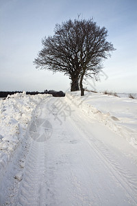 在一条小路的雪地里的树图片