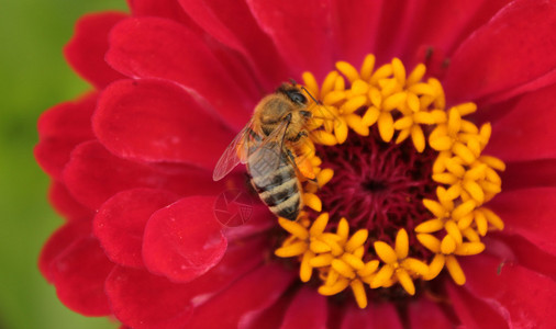 蜜蜂从红花中采集花蜜图片