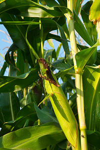 在田间种植的玉米图片