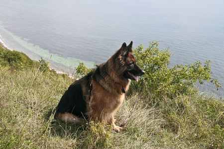 德国牧羊犬在海岸图片