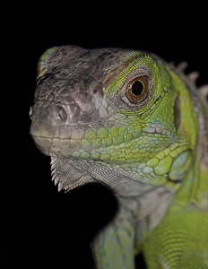 黑色背景下的绿鬣蜥头图片