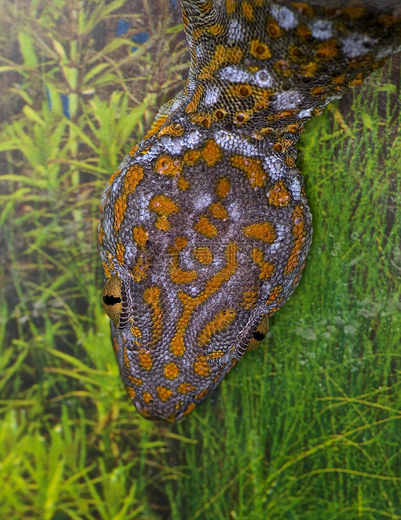 TokayGecko从上到下封住头图片