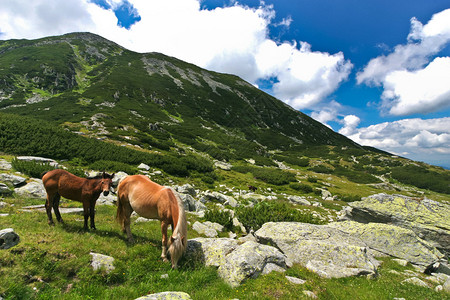 两匹美丽的马在绿草中吃草图片