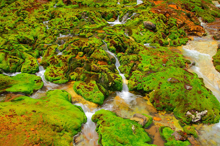 苔绿色日本有水流的绿色苔藓背景