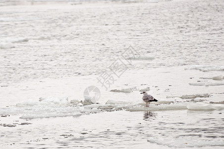 冬季的海鸥图片