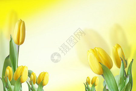 黄色郁金花背景图片