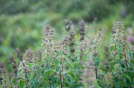 在雨中图片