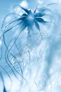 蓝色植物海蜇图片