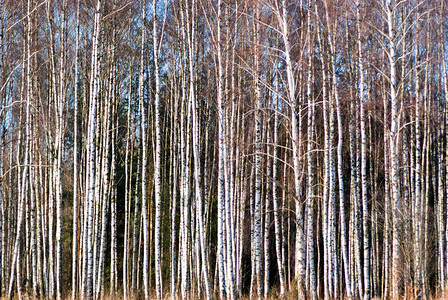 森林中的阳光冬季时图片