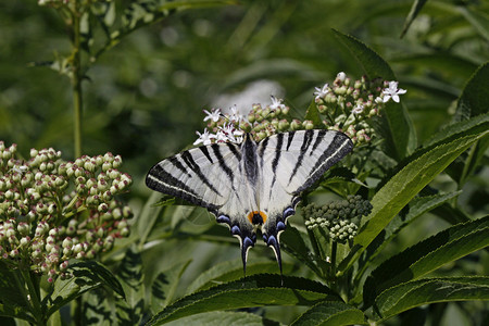 夏天的燕尾蝴蝶高清图片