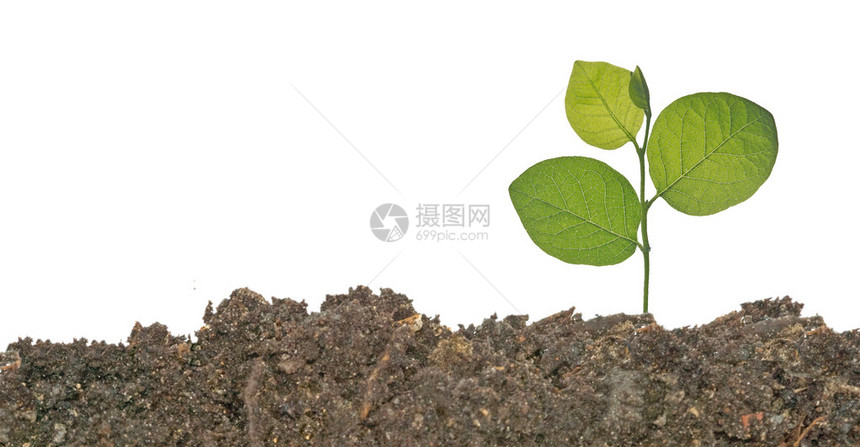 从土壤中长出的树苗图片