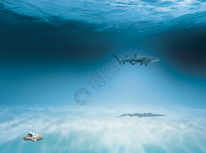 鲨鱼在海洋浅水区狩猎图片