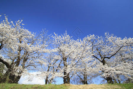 日本秋田Kakunolate日本赤田的樱花2011图片