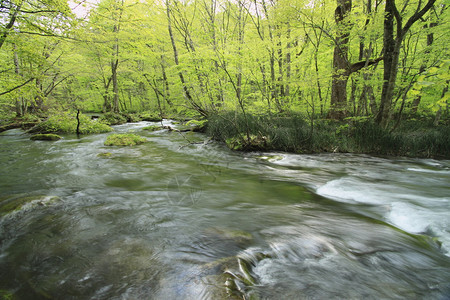 春天的Oirase溪流图片