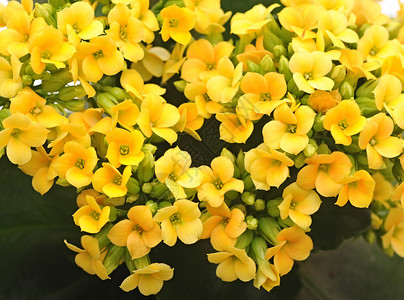 室内植物黄色长寿花图片