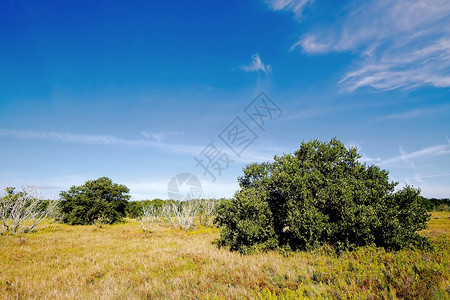 艾格拉底山脉美丽的景色海岸草原上布满了纽扣木马图片