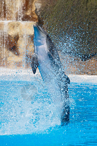 海豚在游泳池里表演图片
