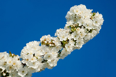 蓝天上精致的樱花枝图片