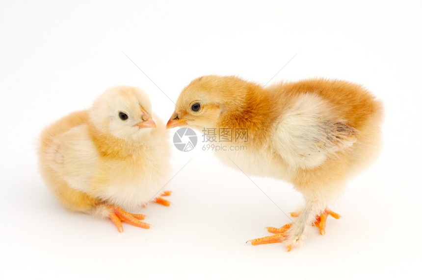 两只小鸡一对白图片