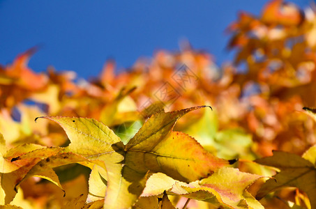 秋天的红叶和黄叶照片多彩图片