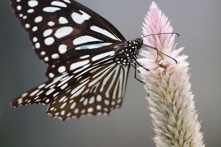 蝴蝶在室外花园的花上图片