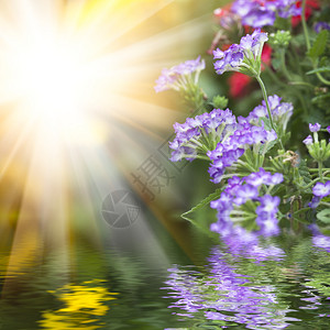 阳光中的花和反射图图片