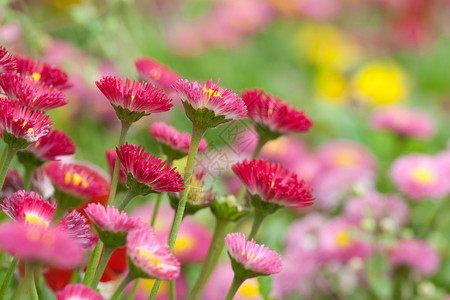 花园里的雏菊图片