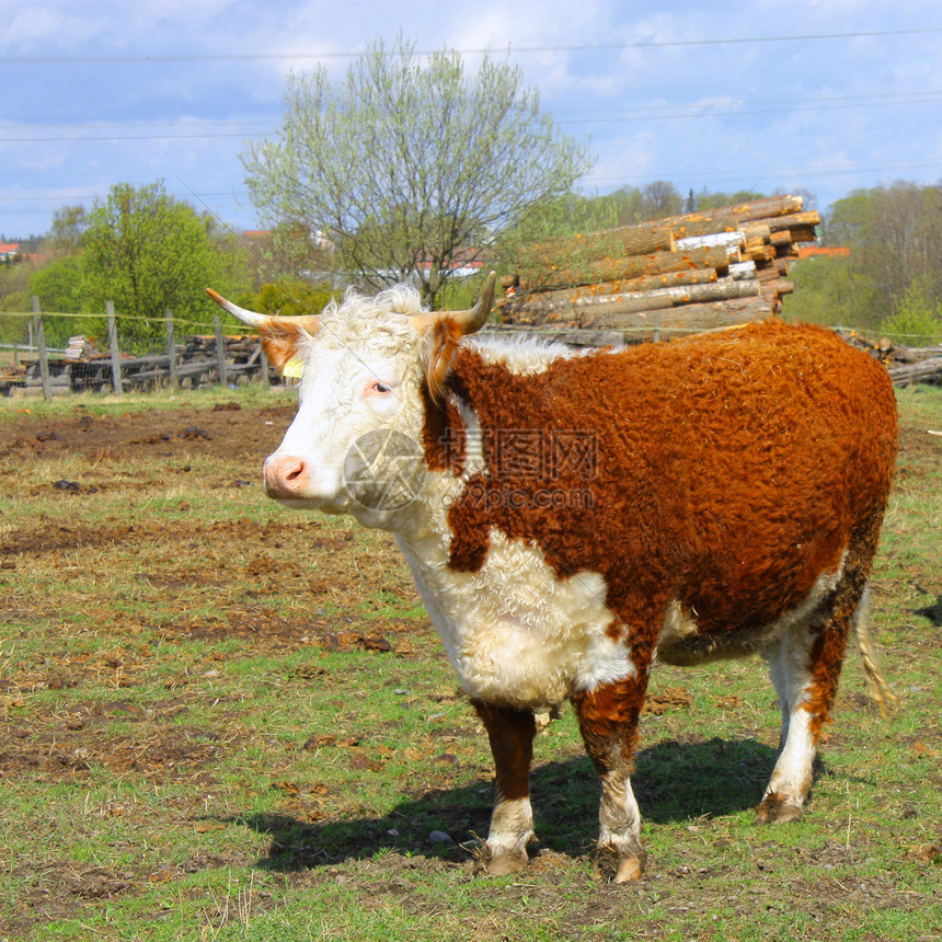 农场奶牛站在田野上图片