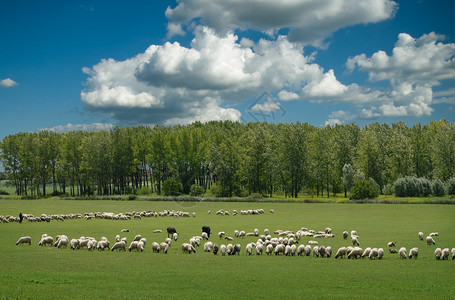 羊在草地上图片