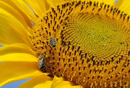 向日葵与蜜蜂图片