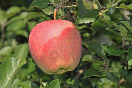 秋天的一个红苹果图片