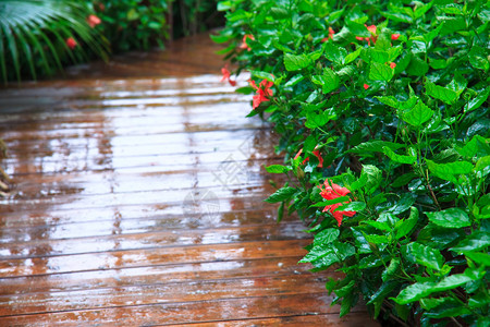 雨中花园的小径绿树成荫图片